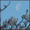 moon in frost