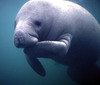 The wandering Manatee