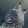 A grey wolf howling