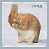 wild rabbit scrubbing face with front paws