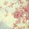 cherry blossom