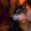 Wolf in Autumn