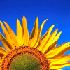 sunflower icon by jai @ dreamwidth