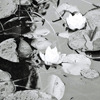 waterlillies