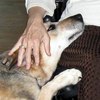 woman's hand pats dog's head resting on her knee