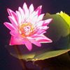pink lotus in evening light