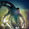 Octopus seen from below