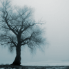 grey tree