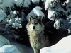 A wolf standing surrounded by snow-capped trees