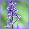 bluebells