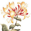 honeysuckle is an edible flower