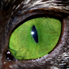 Cat's Eye