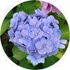 Hortensia