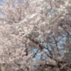 Cherrytree from South Korea