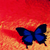 Blue swallowtail butterfly on orange stucco wall