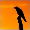crow sitting on a dead tree top during sunset