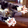 cat paws