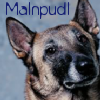 malnpudl (malinois) by lostgirlslair