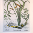 The Garden at Eichstätt: The Book of Plants