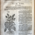 The Herball or Generall Historie of Plantes