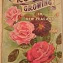 Rose growing in New Zealand
