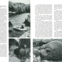 ‘The Snares Islands’ from Pacific Discovery. A Journal of Nature and Man in the Pacific World. Vol. XXIX, no. 5