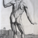 The Anatomy of Humane Bodies, with Figures Drawn after the Life by Some of the Best Masters