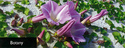 Calystegia