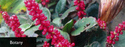 Gunnera prorepens