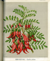 The Art Album of New Zealand Flora