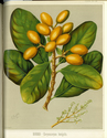 The Art Album of New Zealand Flora