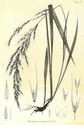 The Indigenous Grasses of New Zealand. Part I