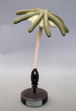 Marchantia polymorpha (umbrella liverwort)