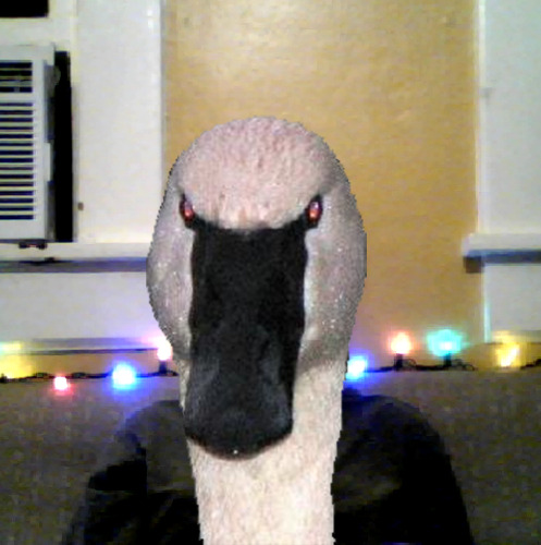 1354611319-the-swan-youngbl00d20121204-2-1oh871l