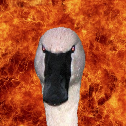 1354657109-the-swan20121204-7-3tmenv