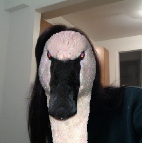 1355184495-the-swan20121211-7-1lohm72