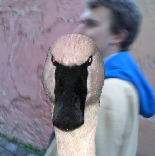1355231916-the-swan20121211-7-iuq1gn