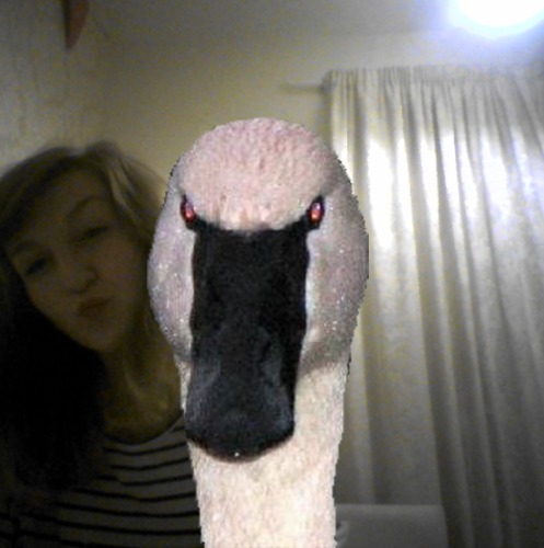 1362085889-the-swan20130228-7-egyy24