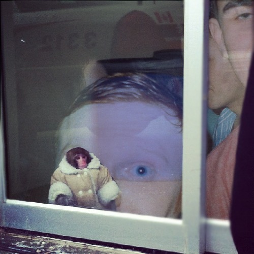 1362852475-ikea-monkey-alexhoney1020130309-19-1rb0kt9