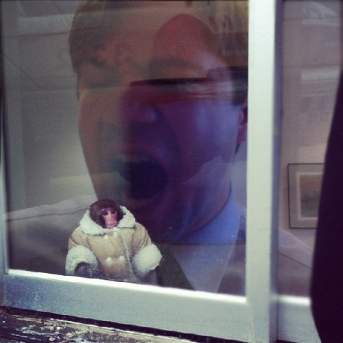 1364405238-ikea-monkey20130327-19-1usk0s9