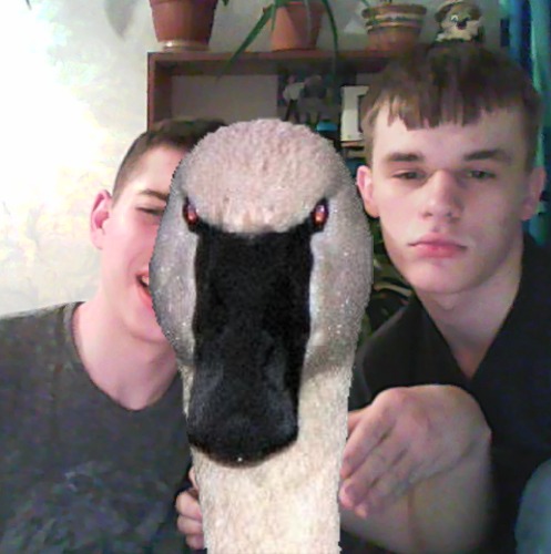 1366392929-the-swan20130419-13-1qp5670