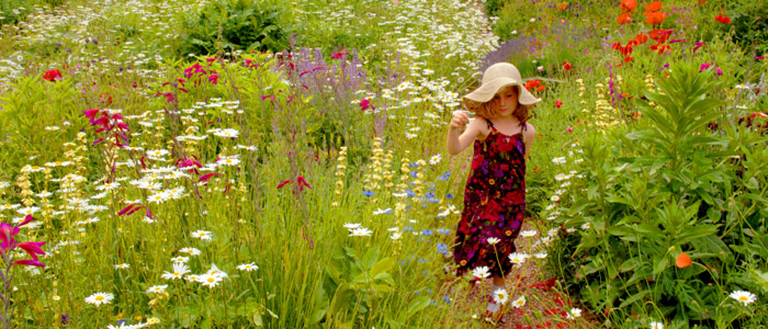 Welcome to the Sussex Gardener - garden design and gardening services in Sussex
