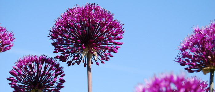 Alliums flowering in a Sussex garden