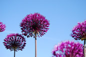 Allium flowers in bloom in a garden in Sussex