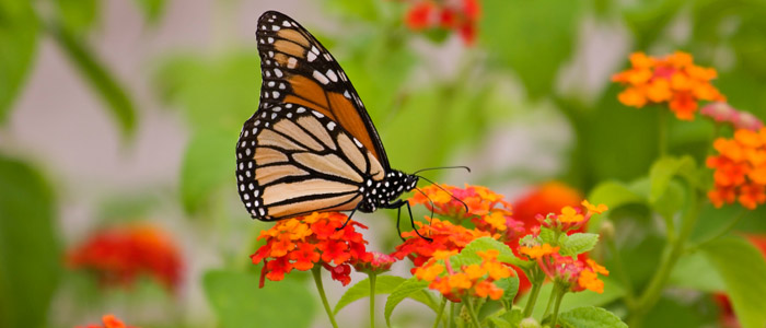 A peacock butterfly alighting on a flower in a sussex garden
