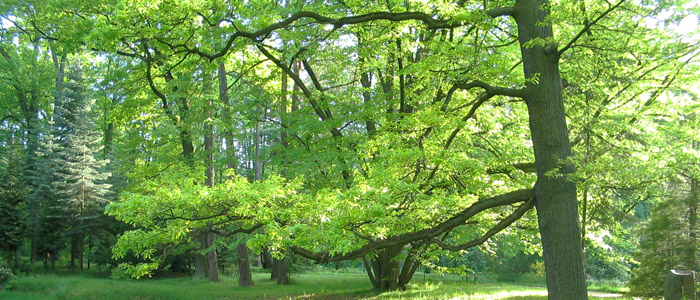 a carefully maintained Sussex woodland