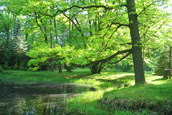 Tree surgery and woodland management in Sussex