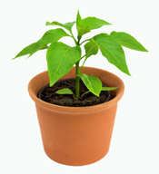 A lovely plant on the grow