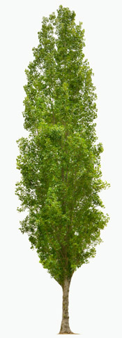 A Sussex tree, ready for some hearty tree surgery