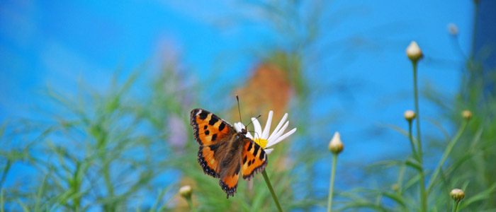 A butterfly about to take flight in a Sussex garden
